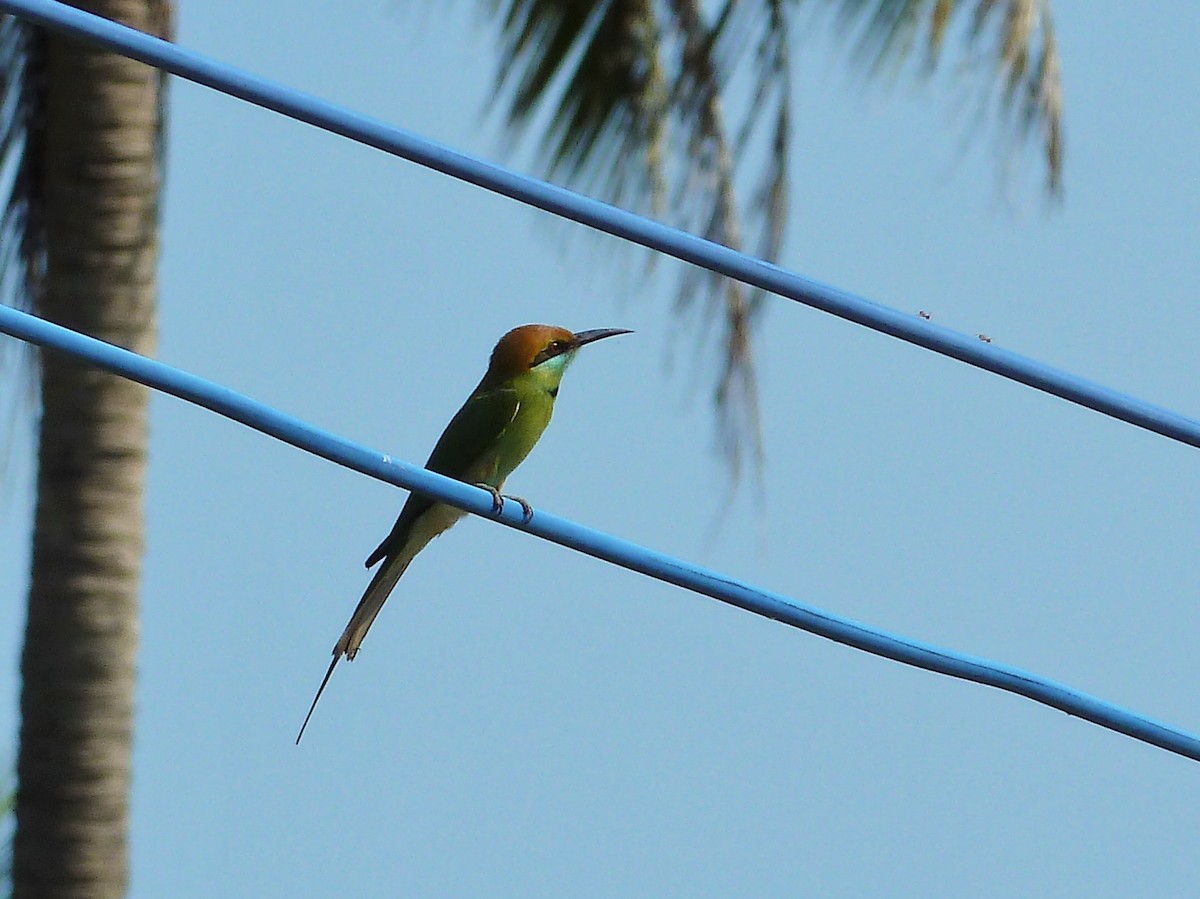 Asian Green Bee-eater - Michael W