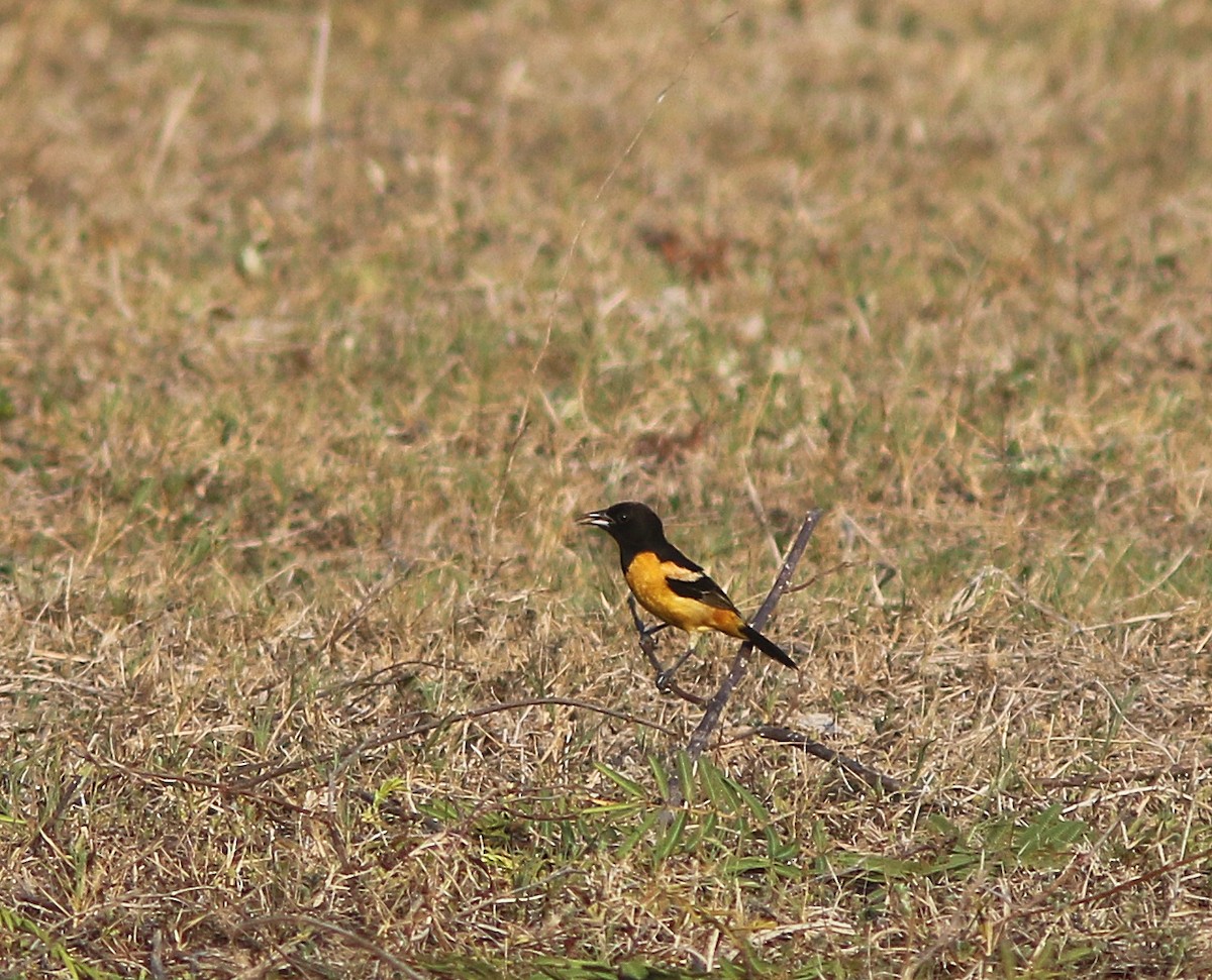 Orchard Oriole (Fuertes's) - ML235378501