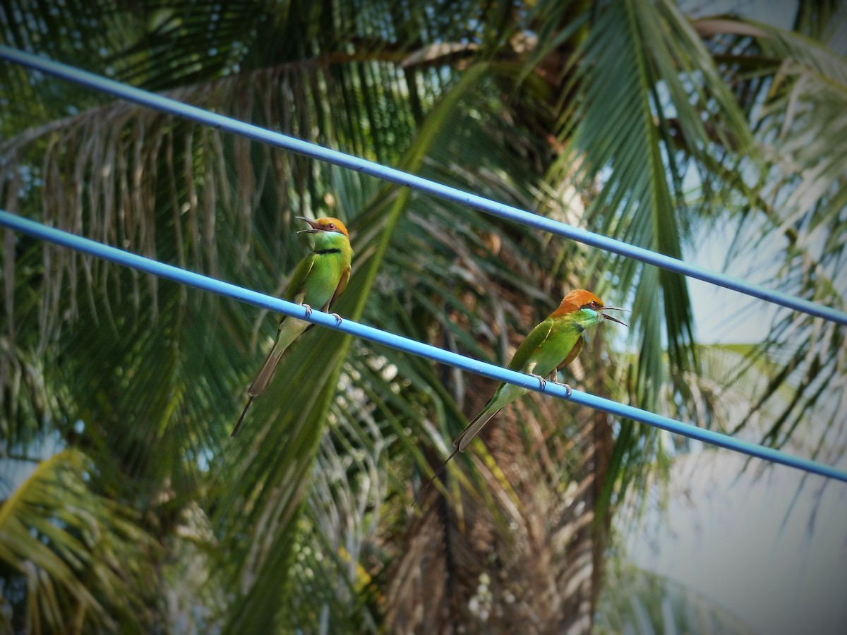 Asian Green Bee-eater - ML23537971