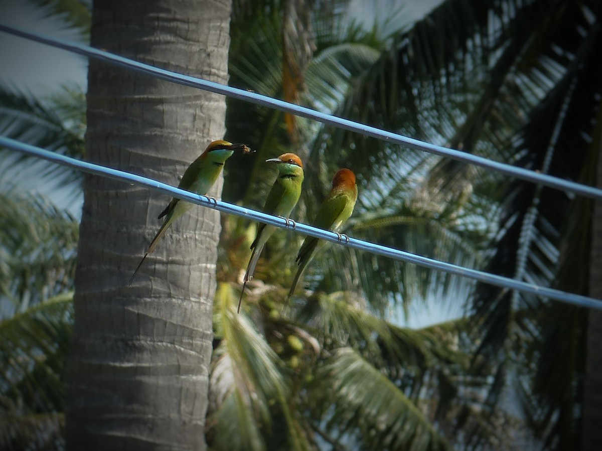 Asian Green Bee-eater - Michael W