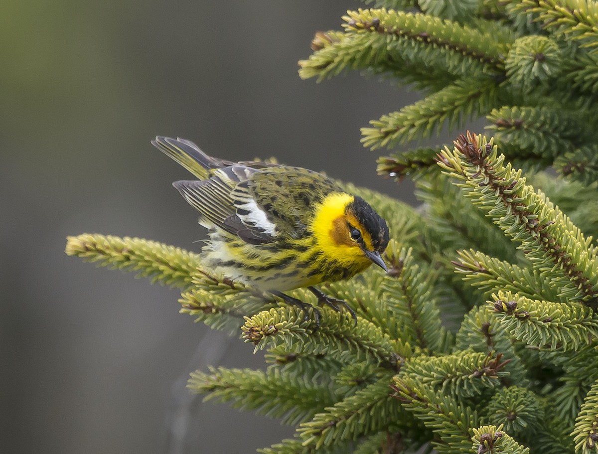 Cape May Warbler - Ronnie d'Entremont