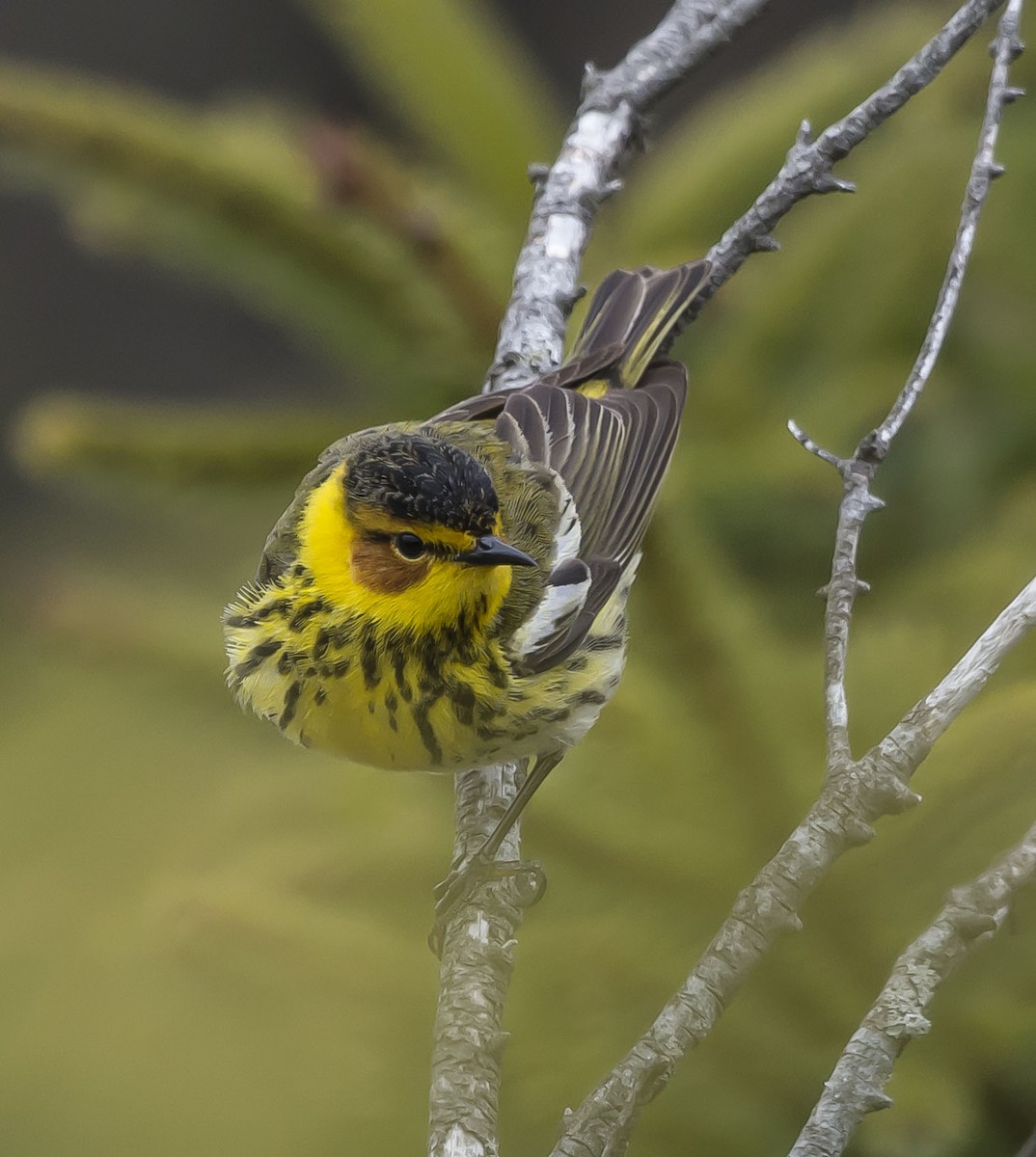 Cape May Warbler - ML235382281