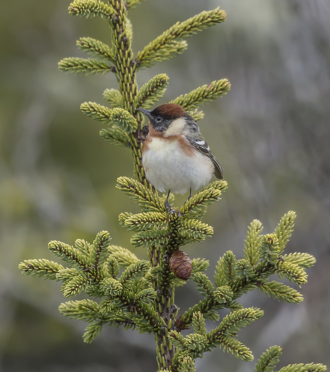 Bay-breasted Warbler - ML235382371