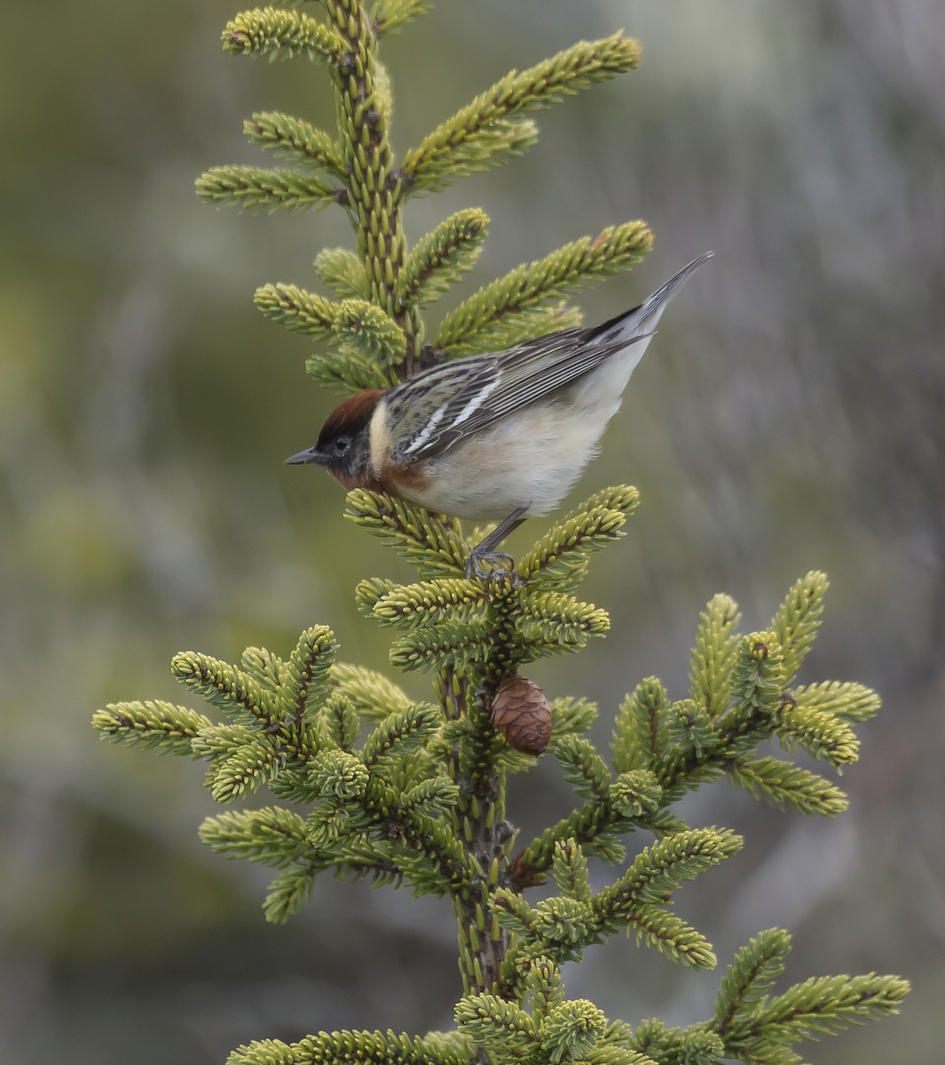 Bay-breasted Warbler - ML235382501