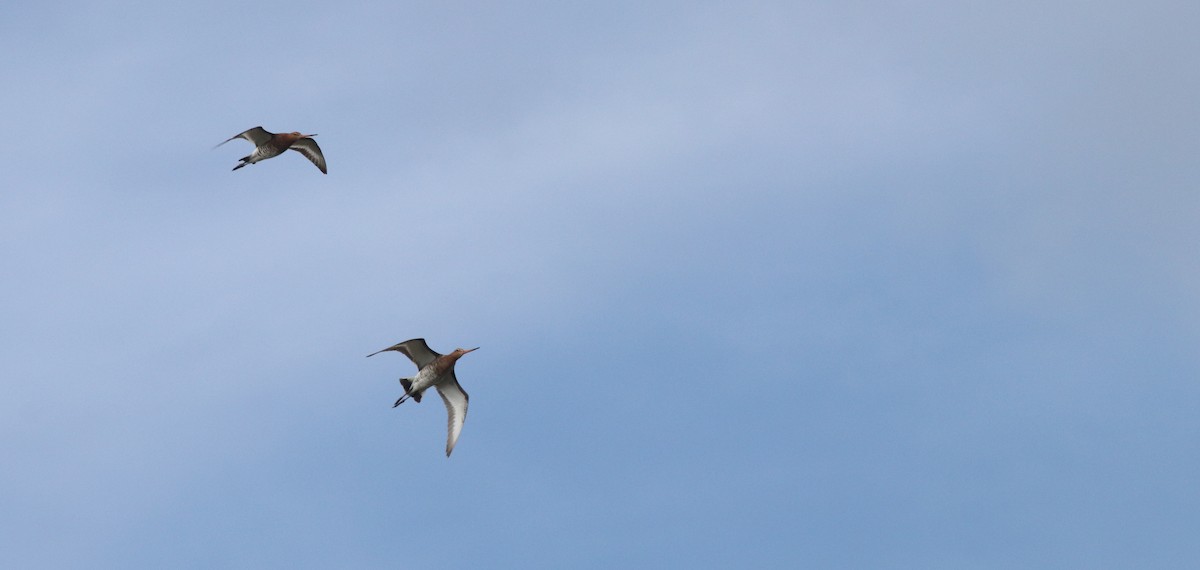Black-tailed Godwit - Bethan Clyne