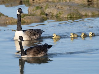 Canada Goose, ML235387791