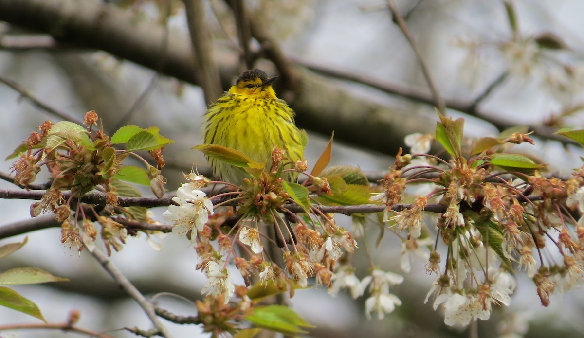 Cape May Warbler - ML235388681