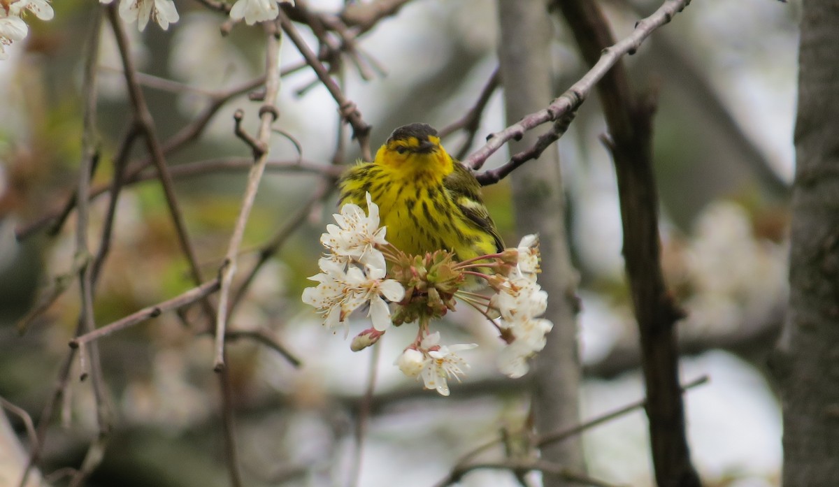 Cape May Warbler - Nick Bayly (SELVA)