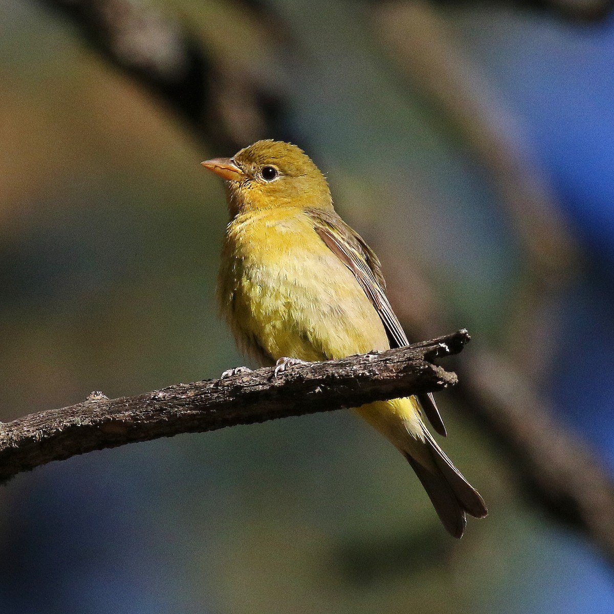 Western Tanager - ML235390971
