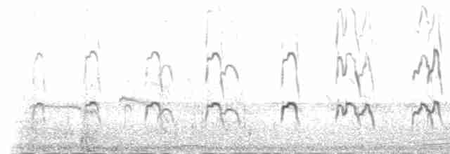 ústřičník velký (ssp. ostralegus/longipes) - ML235397