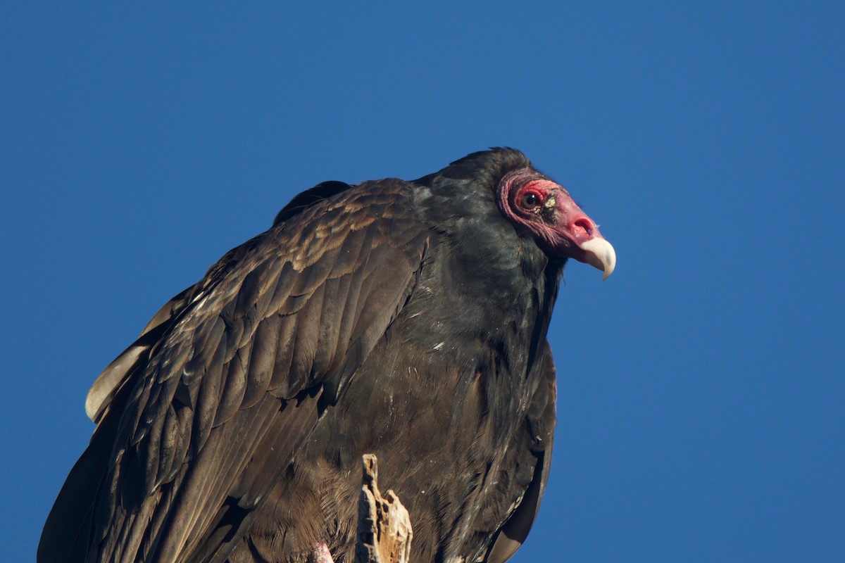 Turkey Vulture - Cory Gregory