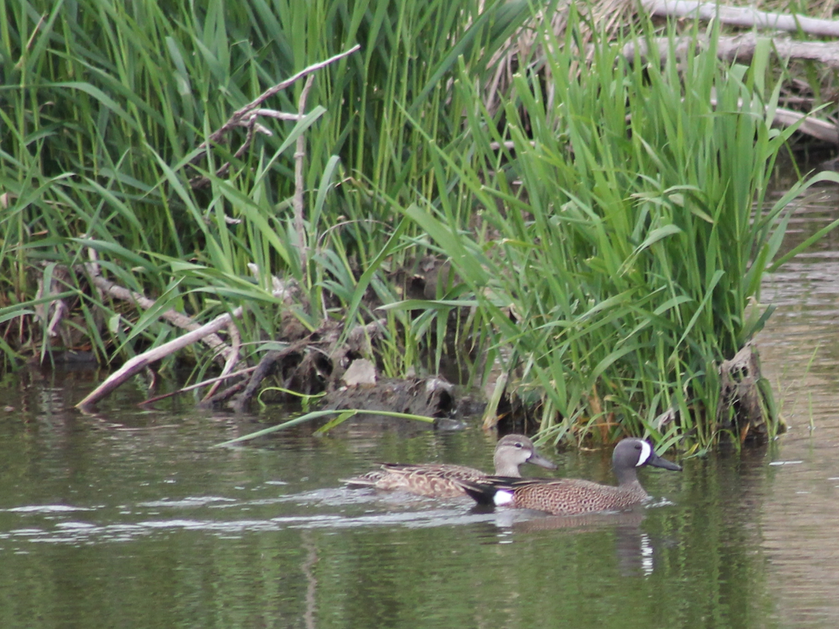Blue-winged Teal - ML235401391