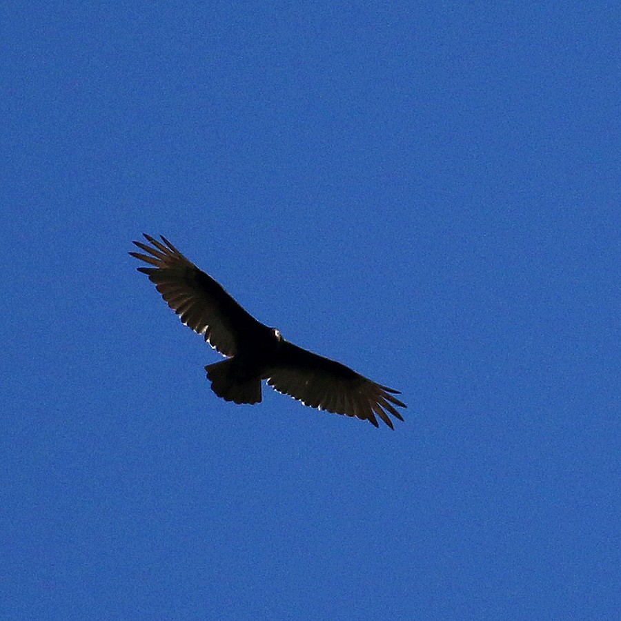 Turkey Vulture - ML235404481