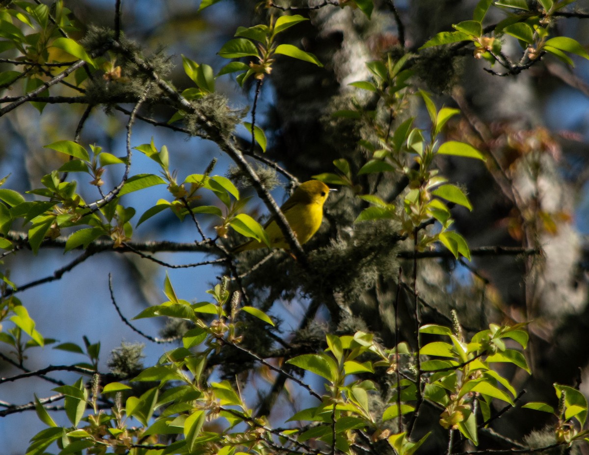 Yellow Warbler (Northern) - ML235408221