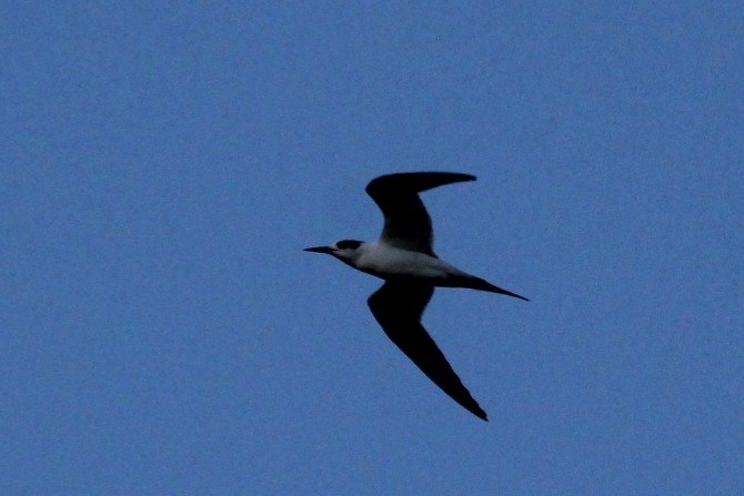 Common Tern - Curt Fisher