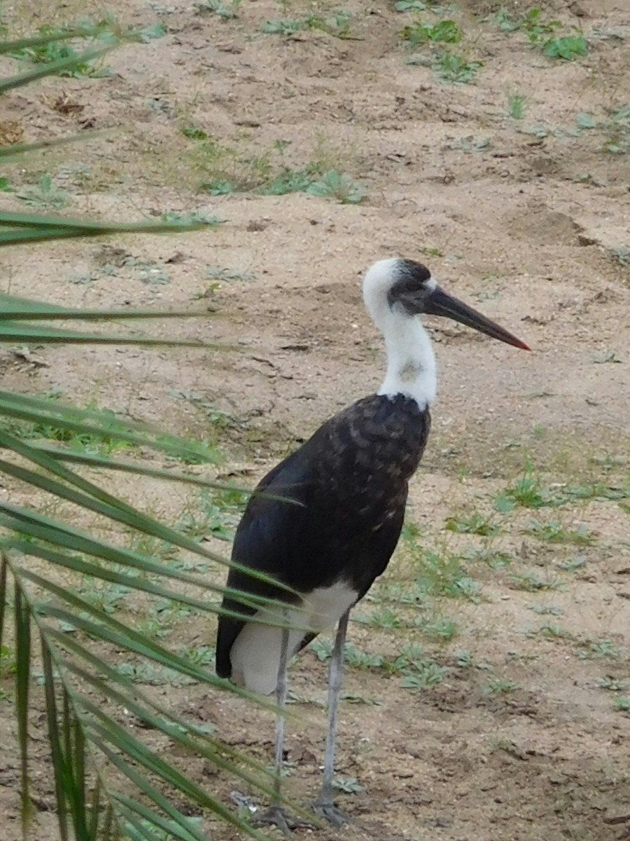 African Woolly-necked Stork - ML235413191