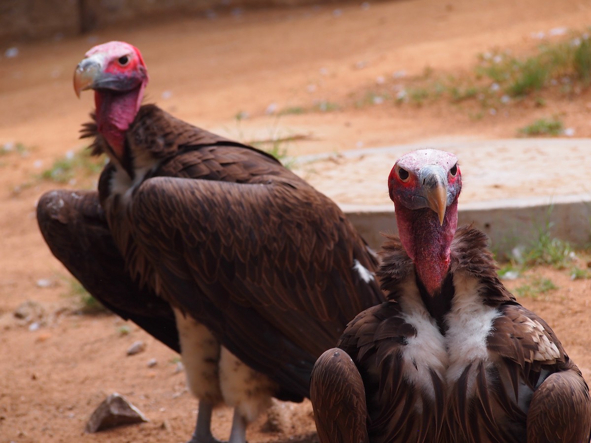 Lappet-faced Vulture - ML235413291