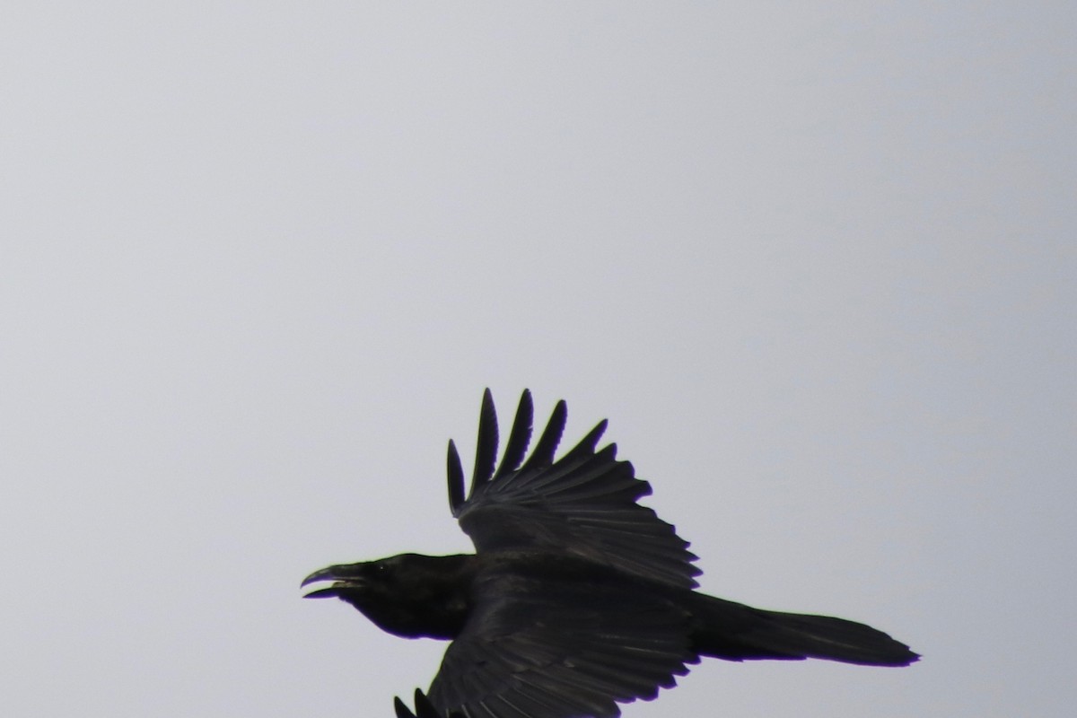 Common Raven - ML235413581