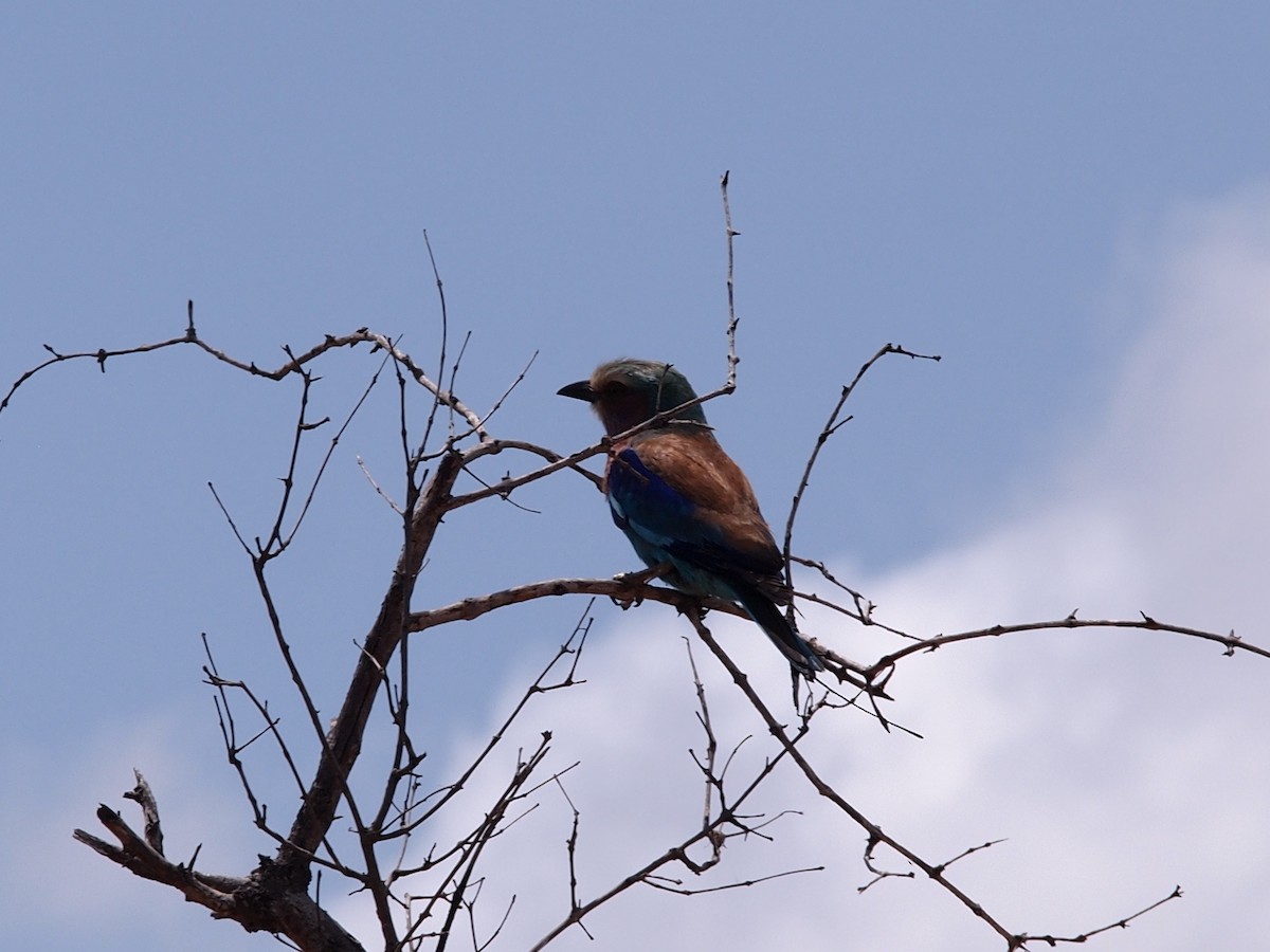 Lilac-breasted Roller - ML235414061