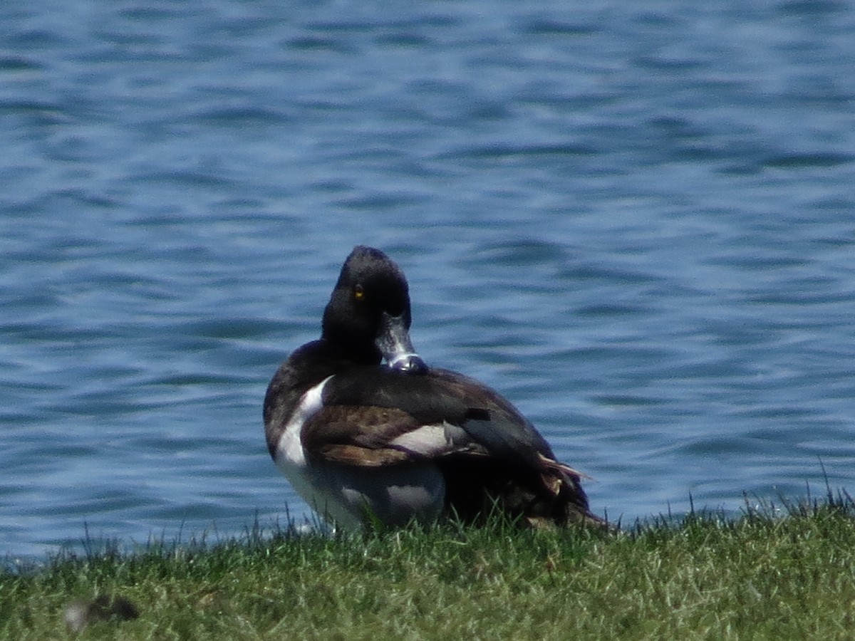 Ring-necked Duck - ML235414081