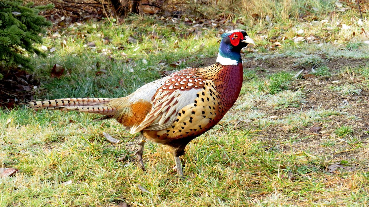 Ring-necked Pheasant - ML235414731