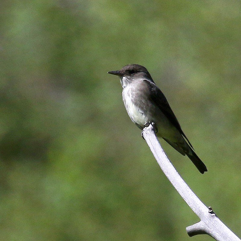 Olive-sided Flycatcher - Jonathan Dowell