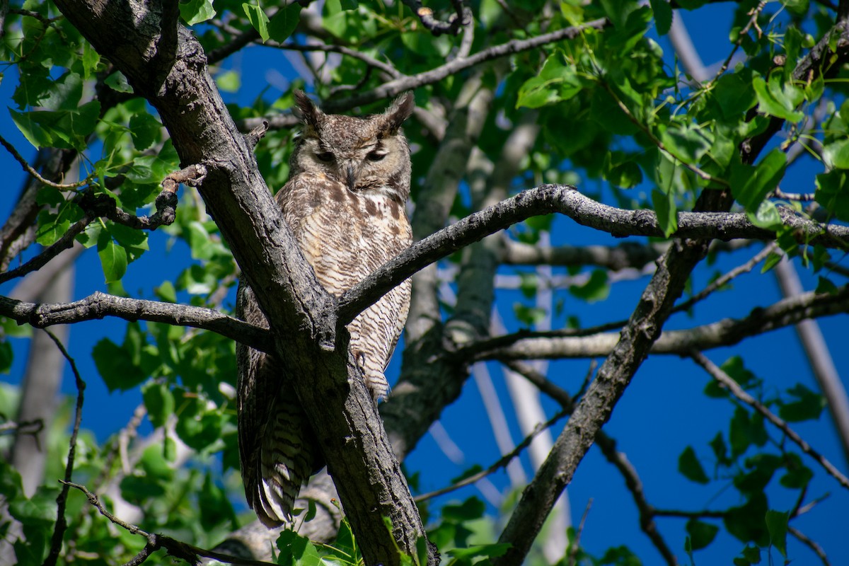 Great Horned Owl - Danny Tipton