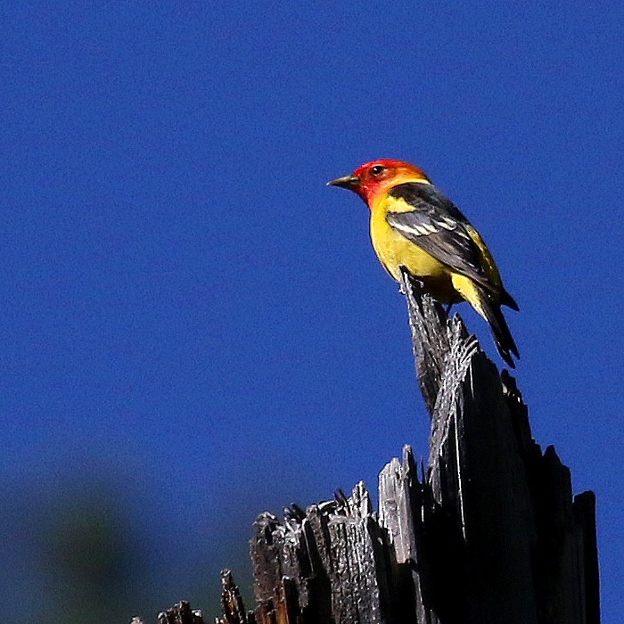 Western Tanager - ML235420941