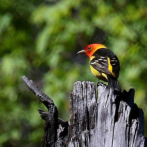 Western Tanager - ML235420981