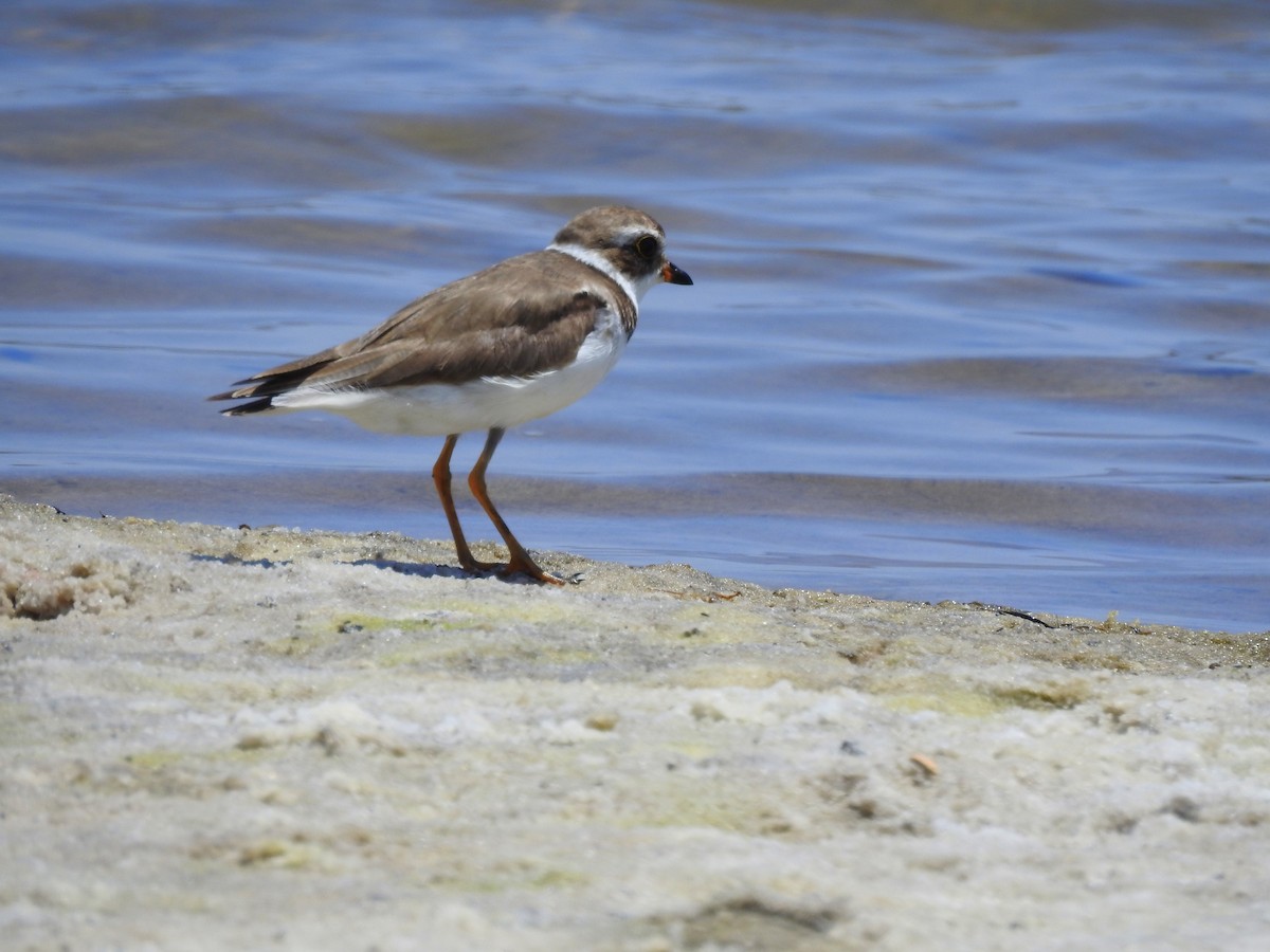 Semipalmated Plover - ML235421671