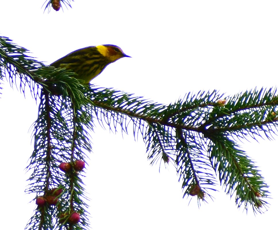 Cape May Warbler - ML235424311