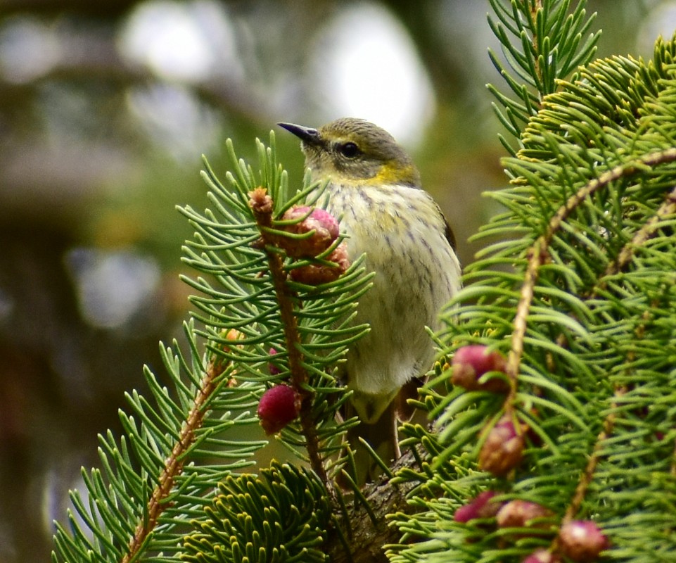 Cape May Warbler - ML235424501