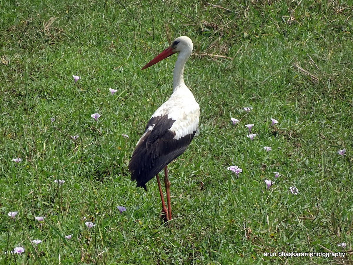White Stork - Arun B