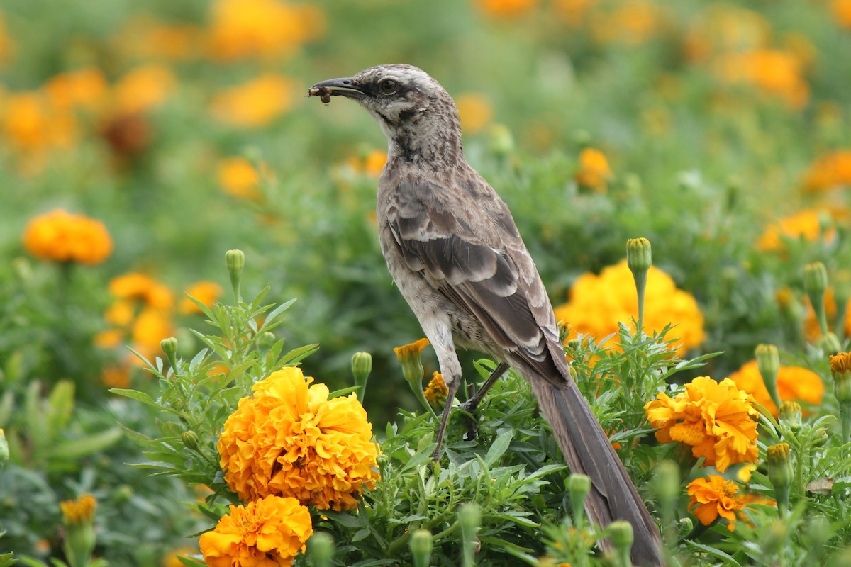 Long-tailed Mockingbird - Laura Mae