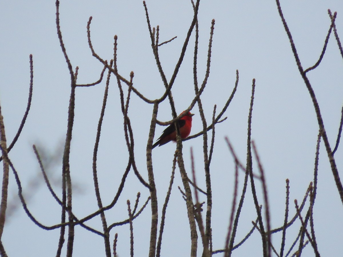Scarlet Tanager - ML235439561