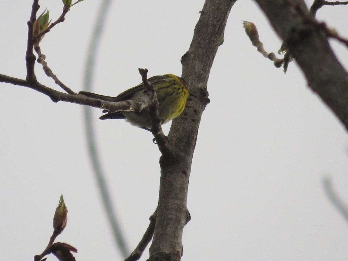 Cape May Warbler - ML235439751