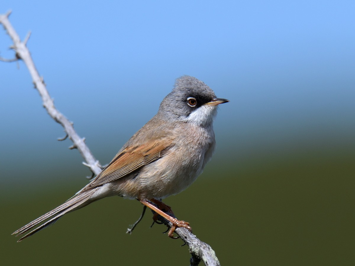 Spectacled Warbler - ML235440441