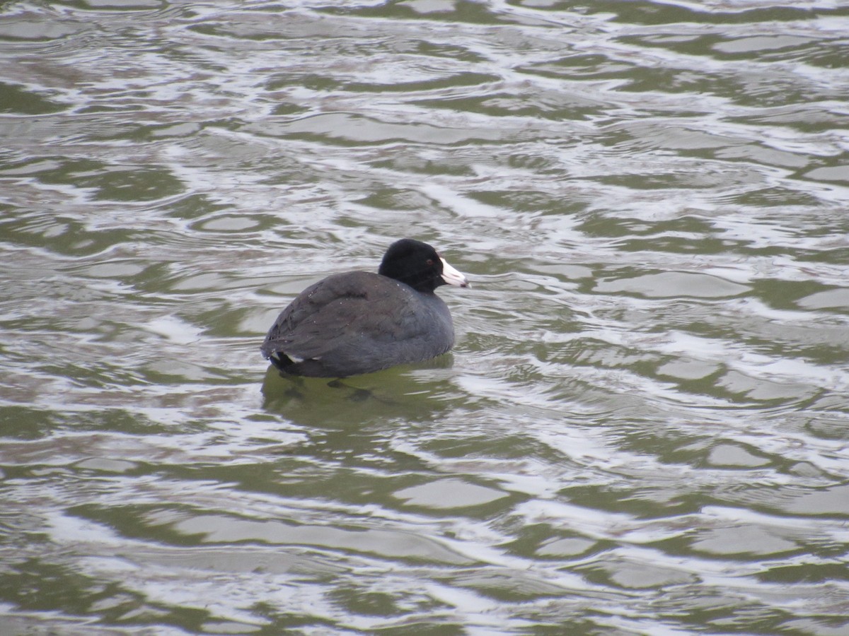 American Coot (Red-shielded) - Southern Cuyahoga Birding