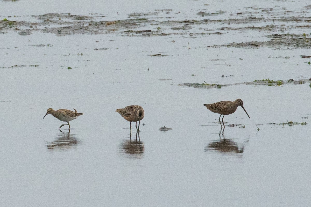 Long-billed Dowitcher - ML235456901