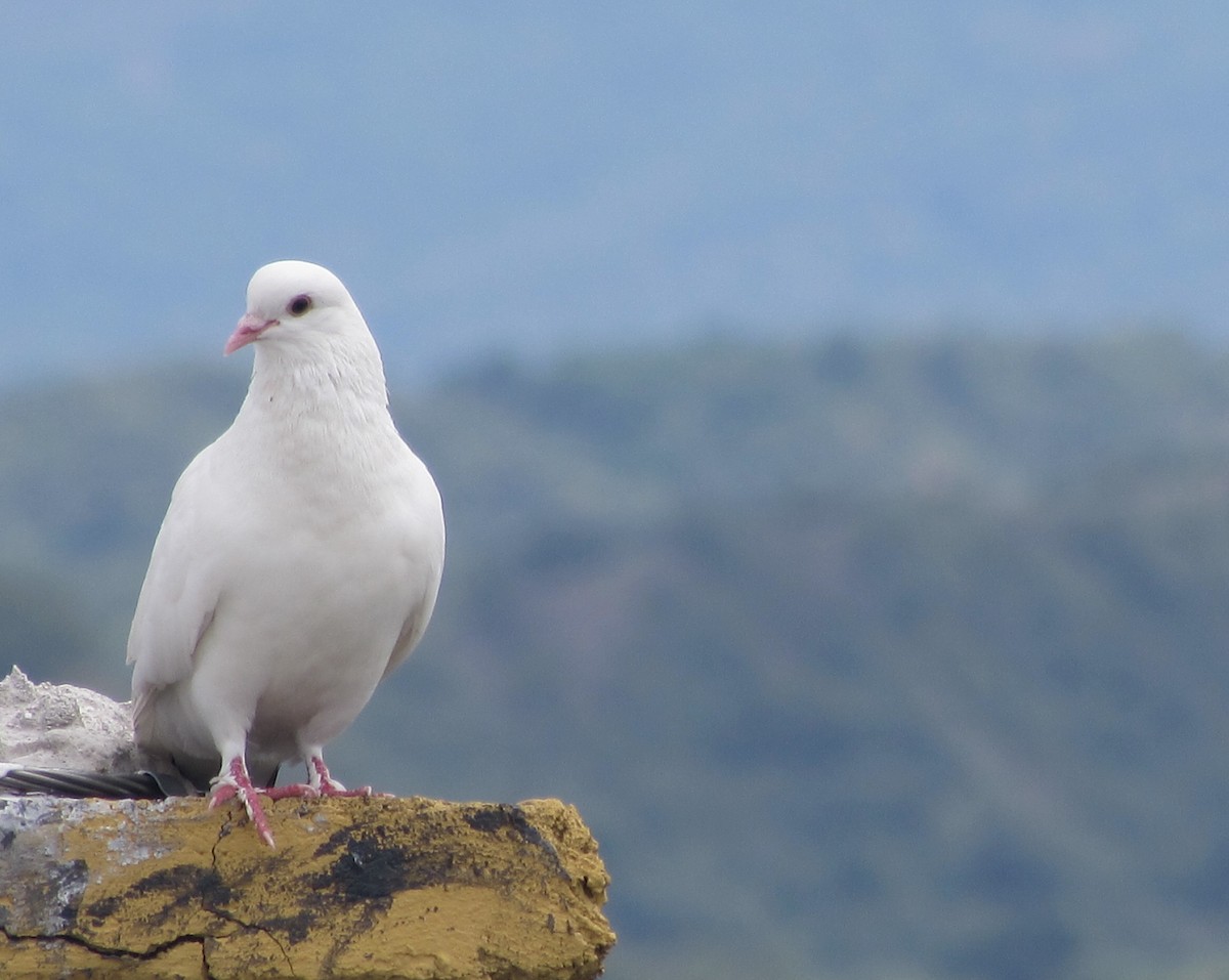 Rock Pigeon (Feral Pigeon) - Eduardo Londono