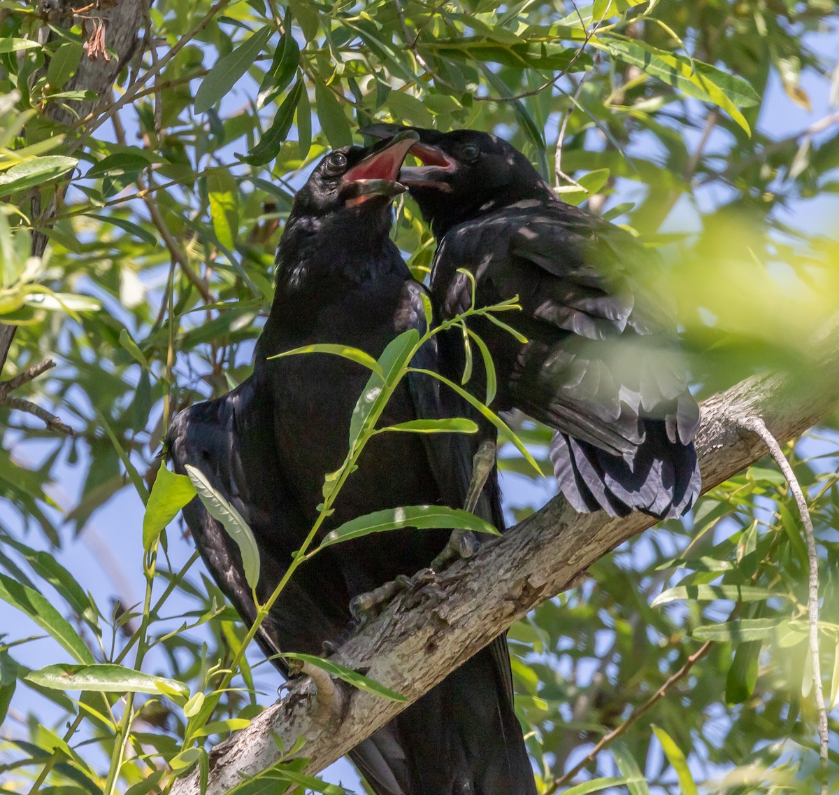 Common Raven - Maury Swoveland
