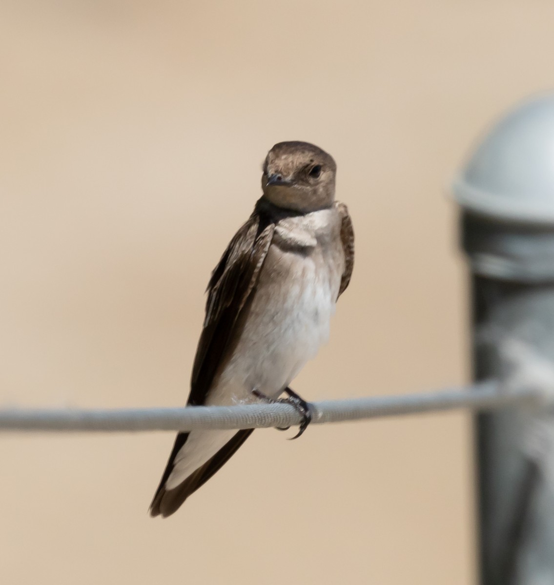 Northern Rough-winged Swallow - ML235466781