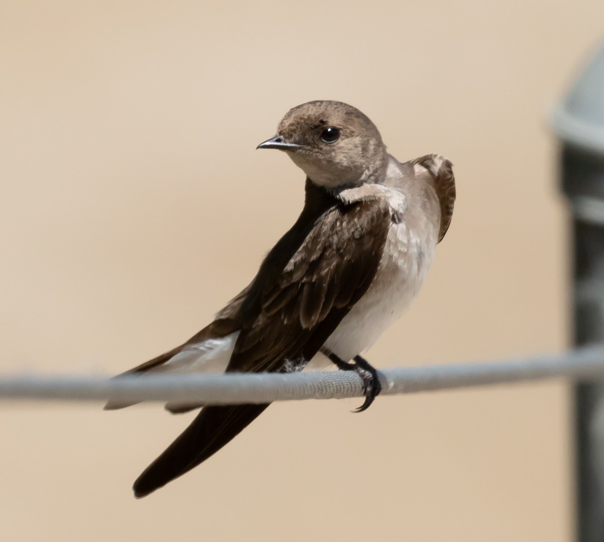 Northern Rough-winged Swallow - Maury Swoveland