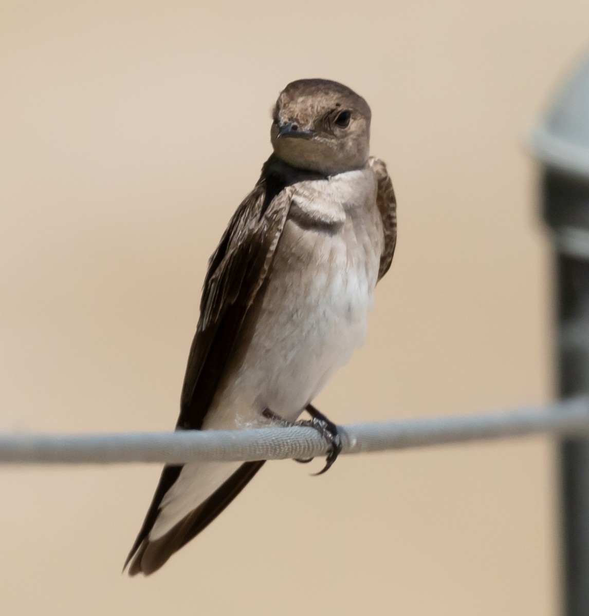 Northern Rough-winged Swallow - ML235466861