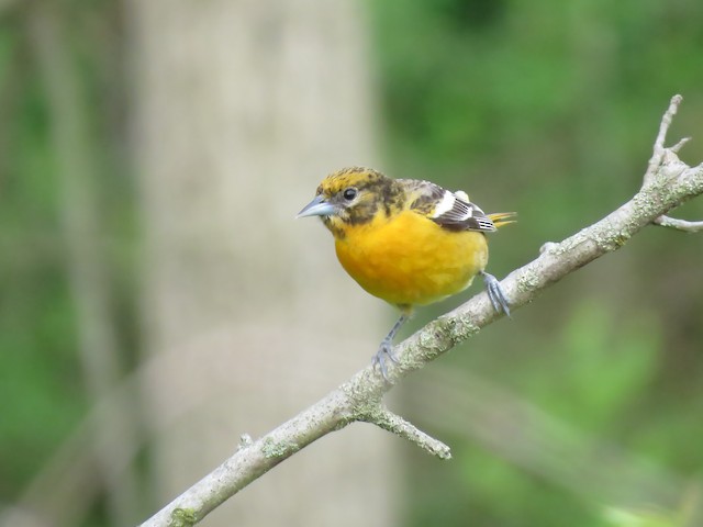 2 Types of Orioles Found in Pennsylvania! – Nature Blog Network