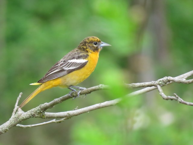 Baltimore Oriole - eBird