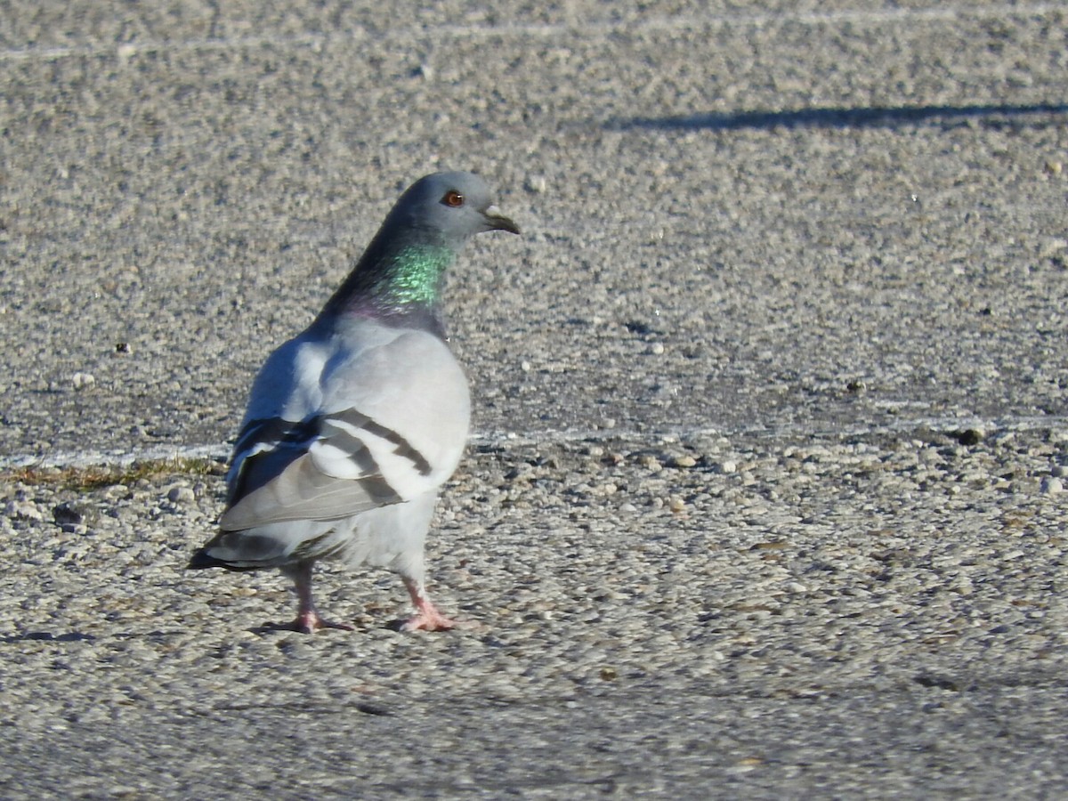 Rock Pigeon (Feral Pigeon) - Enrique Chiurla