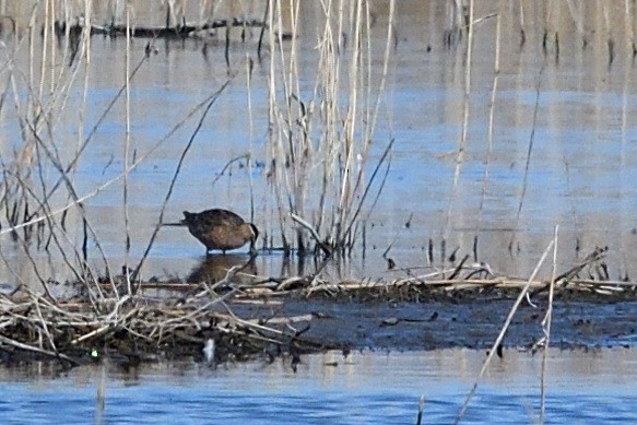 Long-billed Dowitcher - ML235480731