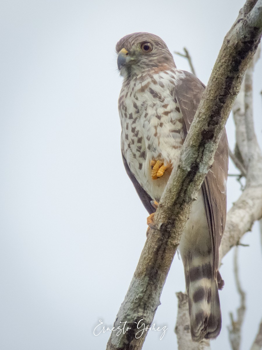Double-toothed Kite - ML235480931