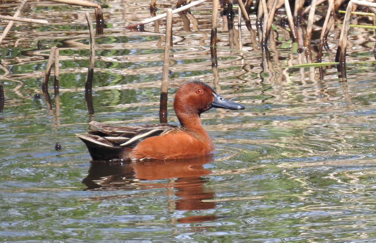 Cinnamon Teal - Pam Griffin
